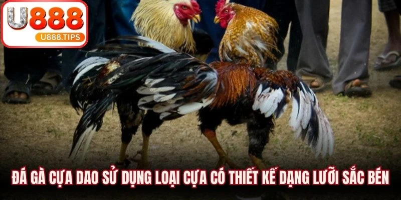 Đá gà cựa dao sử dụng loại cựa có thiết kế dạng lưỡi sắc bén